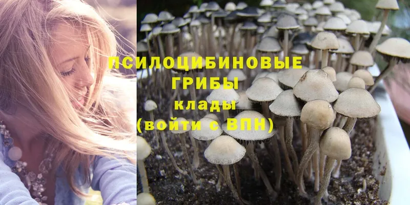 hydra ссылка  Жуковский  Псилоцибиновые грибы Psilocybine cubensis 